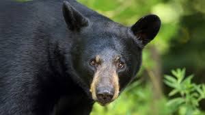 However, the word bear means many things to different people, even within the bear movement. Black Bears The Most Common Bear In North America Live Science