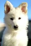 Cute Long Haired German Shepherd Puppy