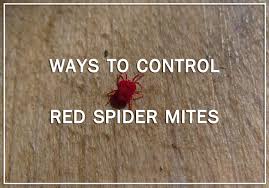 10 ways to control red spider mites by
