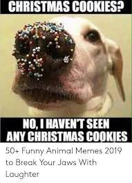 Unlike the majority of these instagram meme accounts, @thefatjewish is very much based around its owner's identity. Christmas Cookies No I Havent Seen Any Christmas Cookies 50 Funny Animal Memes 2019 To Break Your Jaws With Laughter Christmas Meme On Me Me