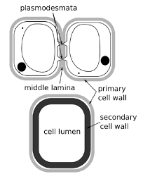 Plasmodesmata are microscopic channels that traverse the cell walls of plant cells and some algal cells, enabling transport and communication between them. 2 3 Cell Wall Vacuoles And Plasmodesmata Biology Libretexts