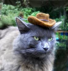Crying cat uploaded by cronus. Hats For Cats