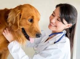 Fac Simile Fattura Veterinario In Regime Dei Minimi Soldioggi