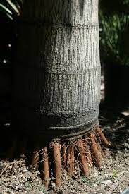 Project cost guides · no obligations · free estimates · free to use How To Plant A Palm Tree