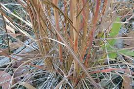 Image result for Hyparrhenia rufa
