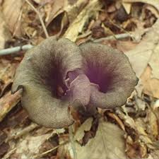 Image result for Craterellus fallax