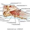 Understanding the structure of the foot is best done by looking at a. Https Encrypted Tbn0 Gstatic Com Images Q Tbn And9gcsyyj1zq16cjzbxro9gve1 Gb2uswzddwug Nhfrmn5xiesia8f Usqp Cau