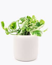 Image result for Epipremnum en casa