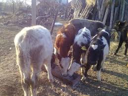 Cand masina este pentru export va trebuii sa fie insotita de c.i.v.,brief,carte grise,etc. Piata Agricola Argesuldenord S Blog