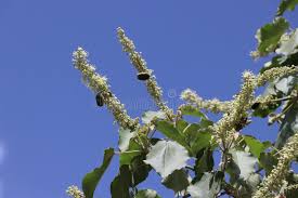 Image result for Croton macrostachyus