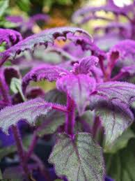 Image result for Gynura scandens