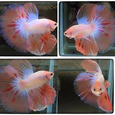 Fwbettashm1479221404 Orange Spot 2278 Betta Fish Tank Betta Fish Beautiful Fish