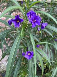 Image result for Solanum linneanum