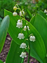 Lily Of The Valley Wikipedia The Free Encyclopedia Lily Of The Valley Plants Valley Flowers