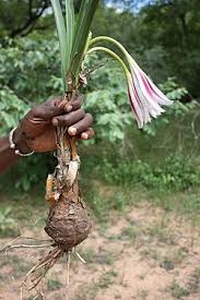 Image result for Crinum rautanenianum