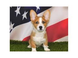 After years of hard work and dedication by many breeders, a name was voted upon for our new breed into akc. Pembroke Welsh Corgi Puppies Breed Info Petland Bolingbrook