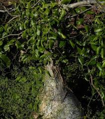 Image result for Cyphostemma saxicola