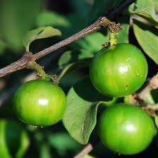 Image result for Vangueria