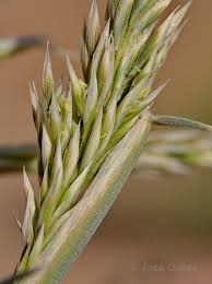 Image result for Centropodia