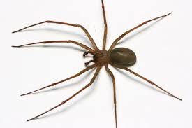A brown recluse spider bite may be painless at first. What Does A Brown Recluse Spider Look Like Identify Brown Recluse