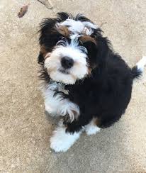 We will have available tricolor, sable tricolor, and phantom tricolor bernedoodles ready to go home this summer! Bernedoodle Puppies Immediately Available California The Y Guide
