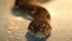 gets stitches after python lurking