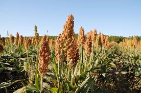 Image result for Sorghum