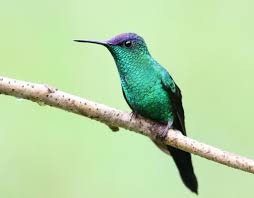 Image result for Landolphia cuneifolia