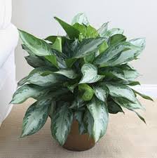 You will get exact plant pictured. Chinese Evergreen Costa Farms