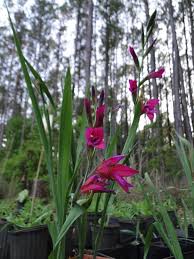 Image result for Gladiolus verdickii