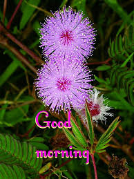 Good morning flower for my friend. Good Morning To All My Friends With This Beautiful Flower Steemit