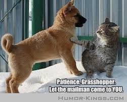 Mentoring Funny Animals Funny Dogs Animal Captions