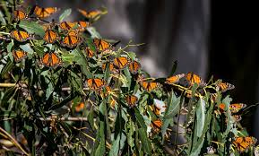 Maybe you would like to learn more about one of these? Monarch Butterflies Born In Captivity Have Trouble Migrating South Study Says Npr