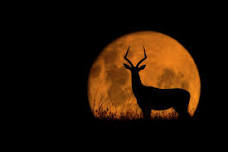 Full Moon Cruise (Buck Moon)