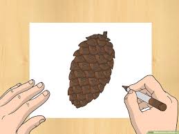 342 x use the download button to view the full image of pine cone coloring pages download, and download it for a computer. How To Draw A Pinecone 6 Steps With Pictures Wikihow