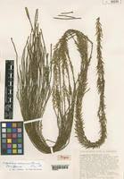 Image result for Huperzia afromontana