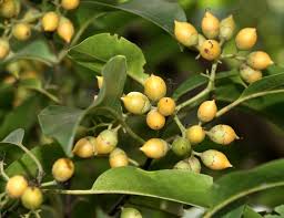 Image result for Halopegia azurea