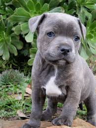 Hi i have beautiful solid silver blue staffordshire bull terrier puppies, they are of excellent quality short stocky type they are full. Happy Staffy Grozbolt Staffordshire Bull Terriers Victoria Australia Baby Animals Cute Dogs Cute Baby Animals