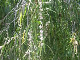 Image result for Agonis flexuosa