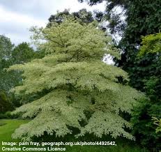 Called pagoda dogwood because of its elegant, strongly horizontal branching, it offers not only a striking shape but also striking color. Dogwood Trees Types Leaves Bark Identification With Pictures