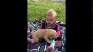 Effective immediately, luxury puppies is proud to offer free home delivery for all puppies purchased online. Cockapoo Puppies Cockapoo Breeder Iowa Dyer Farms