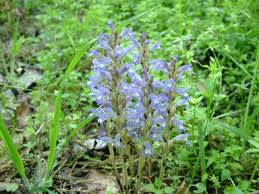 Image result for Orobanche