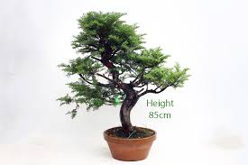 Very tough, cold hardy and drought tolerant. Yew Taxus Part Trained Bonsai Tree Number 453 All Things Bonsai
