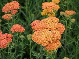 Achillea Millefolium Terracotta Terracotta Yarrow World Of Flowering Plants Achillea Millefolium Plants Achillea