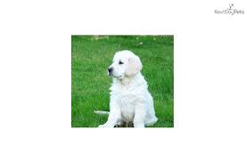 Our dogs eat a raw diet, they. Puppies For Sale From Rosehill Imports English Cream Golden Retrievers Member Since December 2009