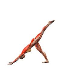 Adho Mukha Svanasana Left Right Leg Up Yoga Exercises And Workouts Downward Facing Dog Pose Left Leg Up Yoga Com Yoga Anatomy Yoga Fitness Yoga Asanas