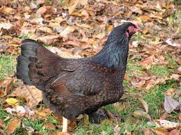They are widely available in the frozen food section or poultry section of food stores and supermarkets. Indian Game Wikipedia