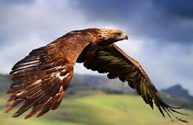 284 adelaar hd wallpapers en achtergrond afbeeldingen. Totemdieren Adelaar Arend Frederike Holistisch Coach Therapeut