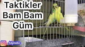 Muhabbet Kusu Es Tutturma Taktikleri Bam Bam Bam Youtube