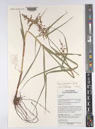 Image result for Scleria